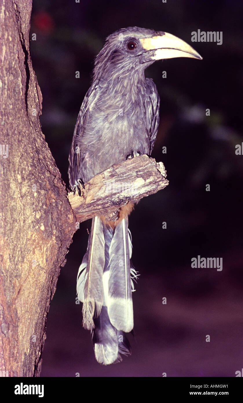 GREY HORNBILL IN NEYYAR WILDLIFE SANCTUARY TRIVANDRUM KERALA Stock Photo