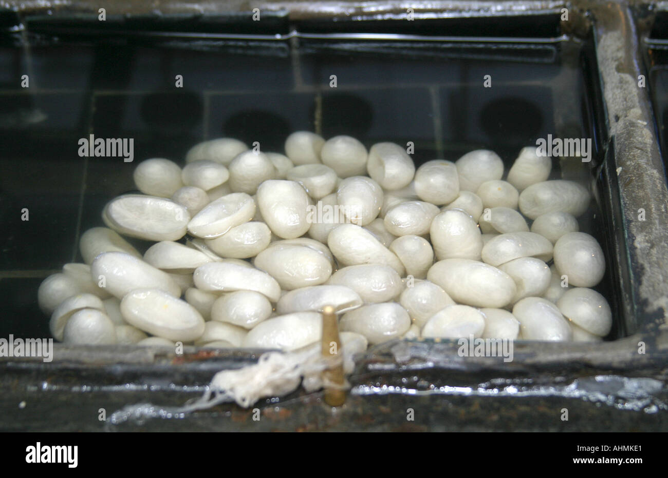 Silk worm cocoons Stock Photo Alamy