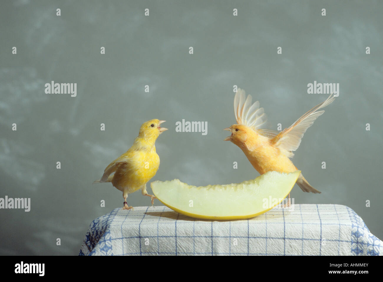 two canaries at melon / Serinus canaria Stock Photo