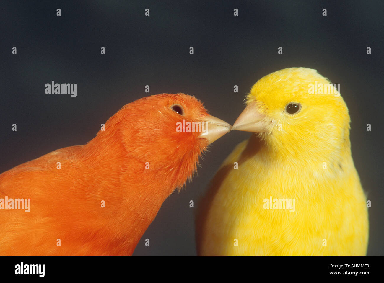 two canaries - smooching / Serinus canaria Stock Photo