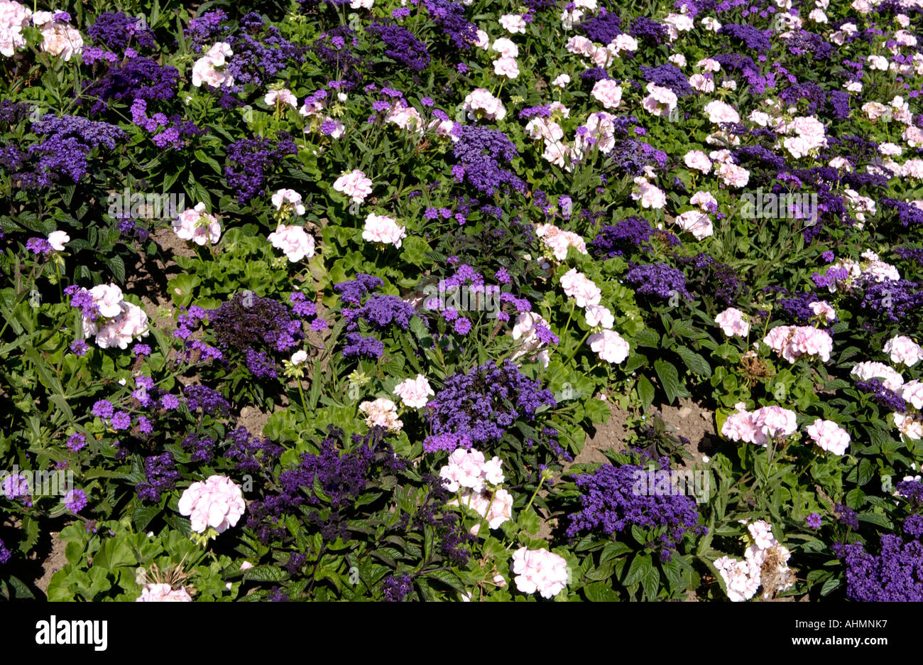 Flower beds in urban public park of Alexandra Gardens Cathays Park in city centre of Cardiff South Wales UK Stock Photo
