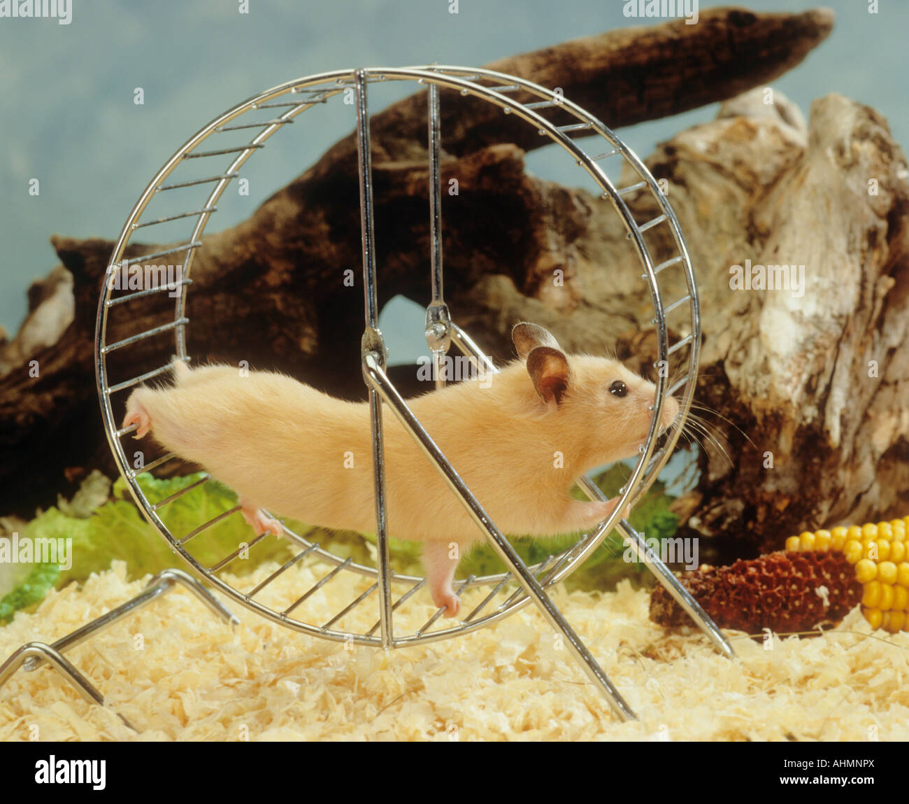 Hamsters wheel hires stock photography and images Alamy