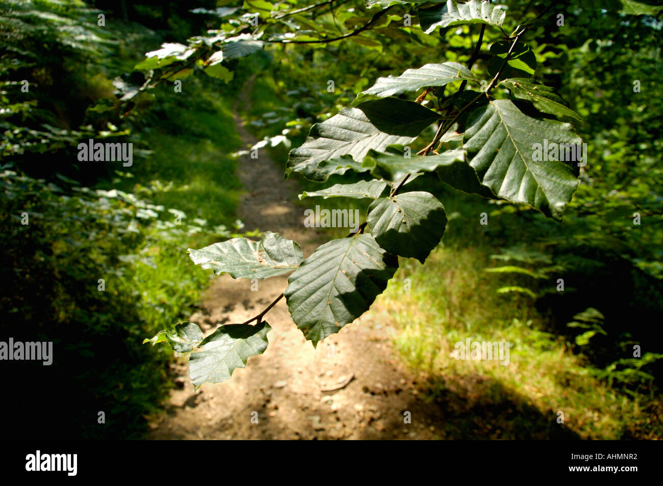 Beech tree leaves over footpath at Cwmcarn Forest Drive South East