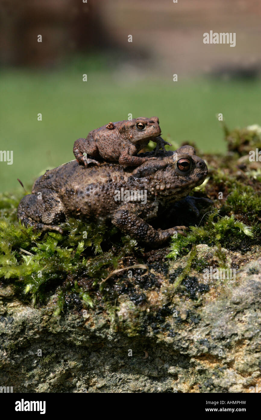 Common toad Bufo bufo Wiltshire Stock Photo