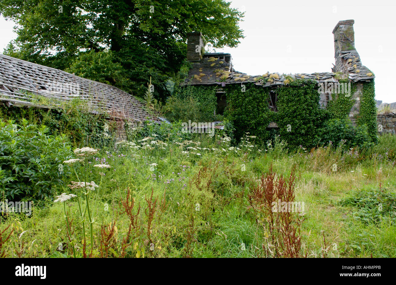 Derelict abandoned farm at Llandeilo Carmarthenshire Wales UK ivy covered roofless farmhouse