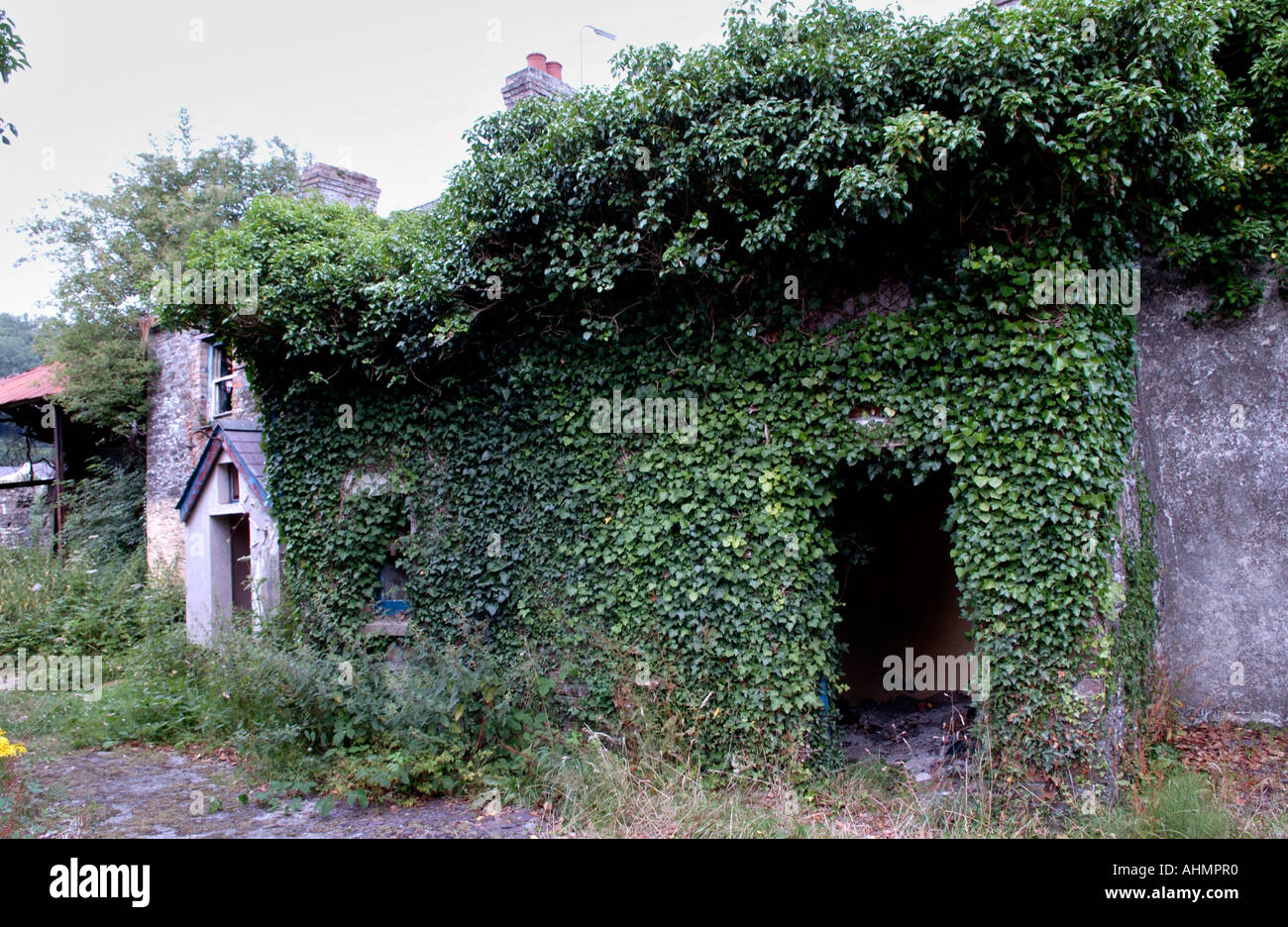 Derelict abandoned farm at Llandeilo Carmarthenshire Wales UK ivy covered wall of barn Stock