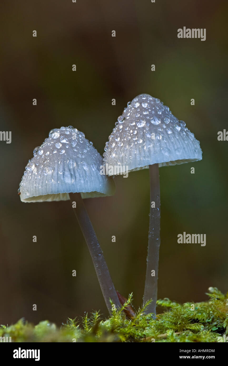 Pair of Mycena crocata growing on mossy log covered in early morning dew  with nice out od focus background Ashridge Stock Photo