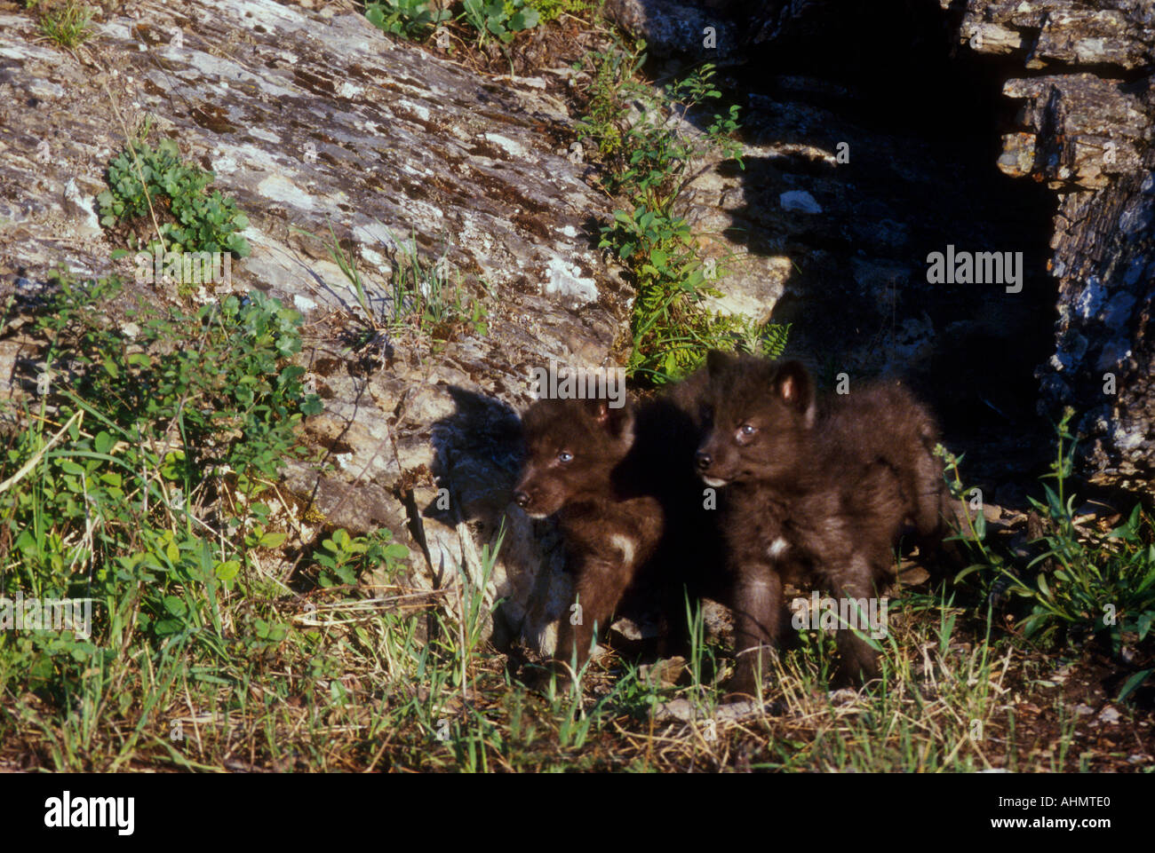 Wolf pup Canus lupus Stock Photo