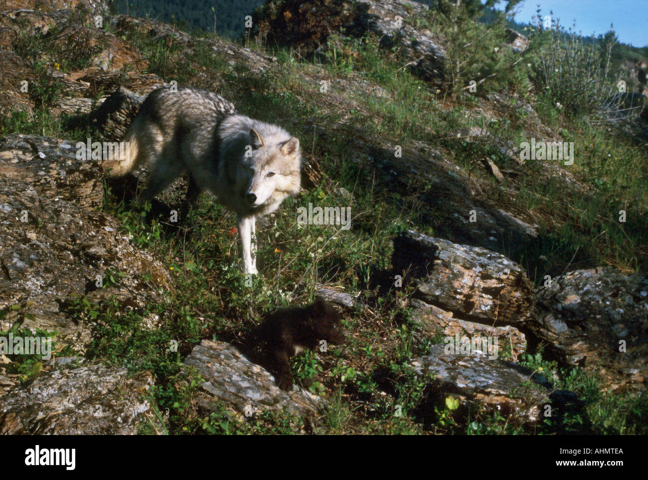 Wolf Canus lupus Mother pups Stock Photo