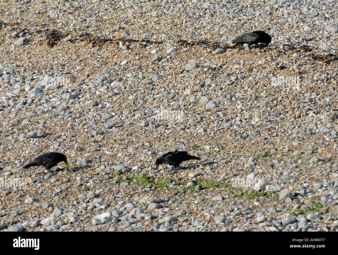 A family group of three carrion crows Corvus corone scavenge for food along the high water mark Stock Photo