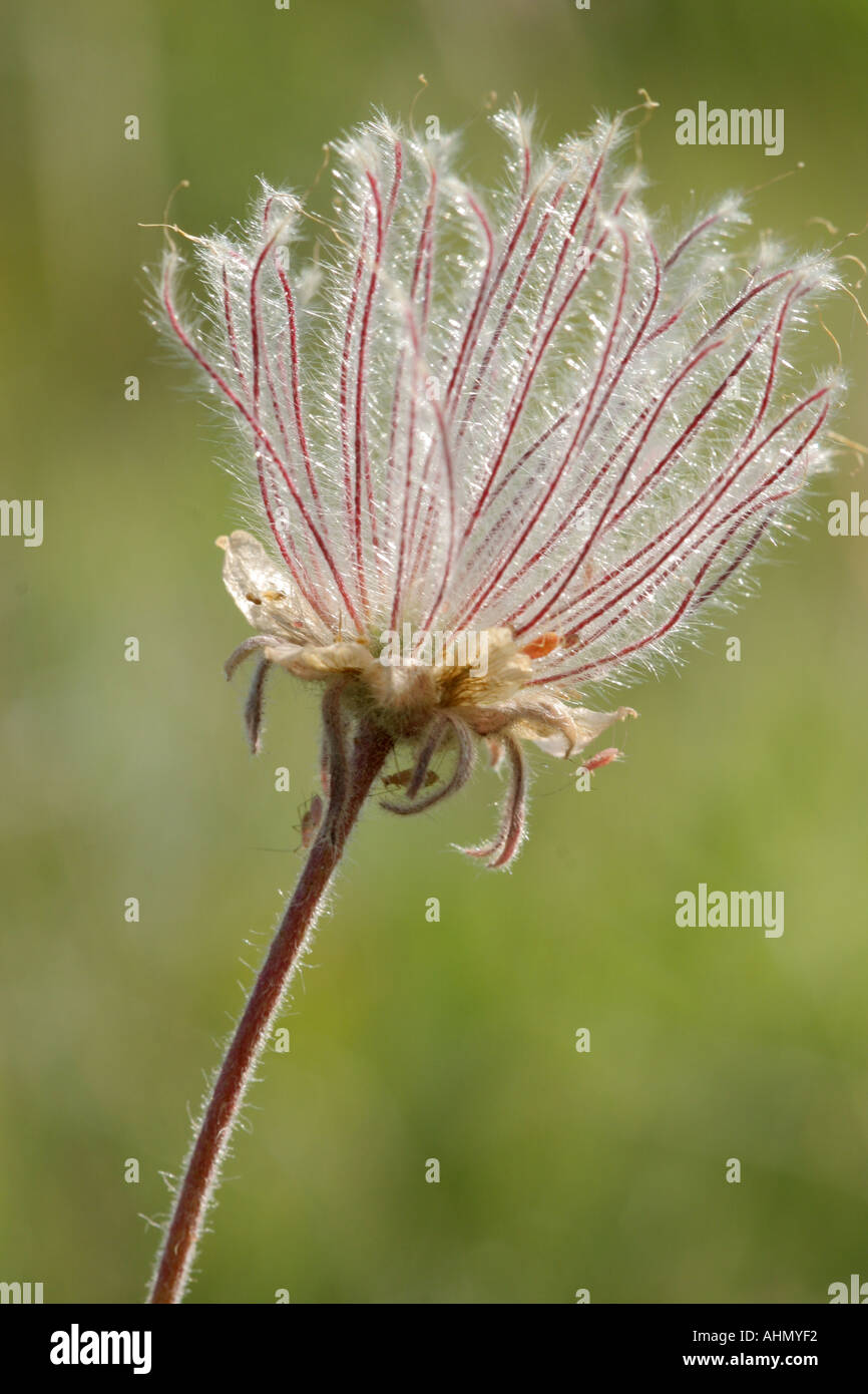 Pink fairy duster in bloom Stock Photo Alamy