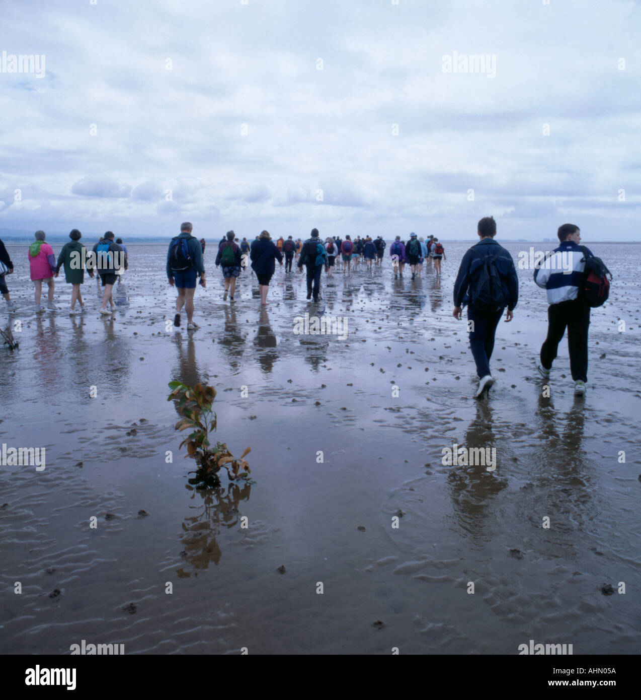 Group of walkers crossing Morecambe Bay at low tide, Lancashire