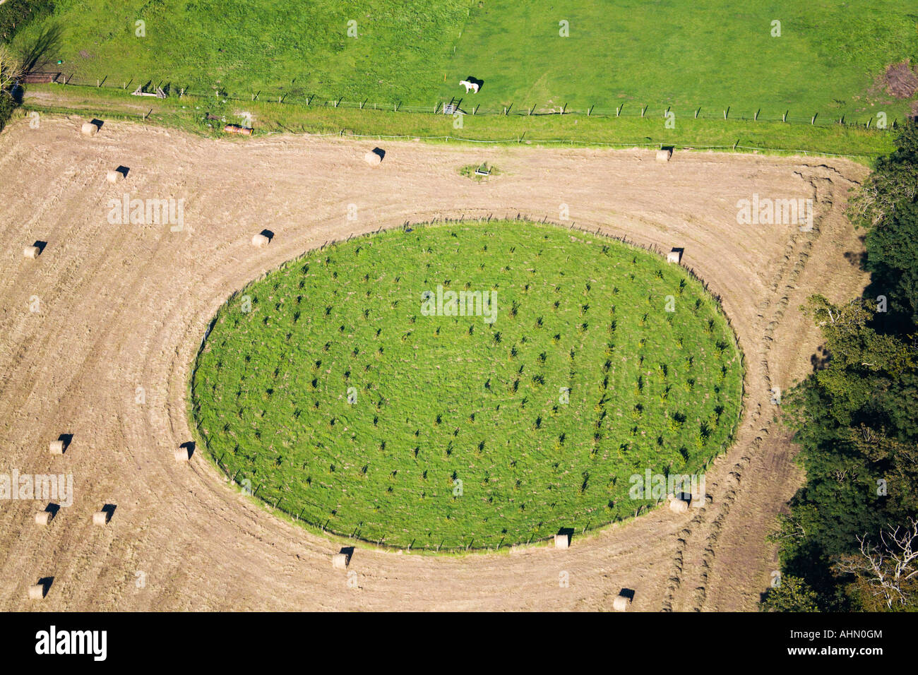 Aerial view of crop of new trees planted in a circle. Isle of Wight. UK Stock Photo