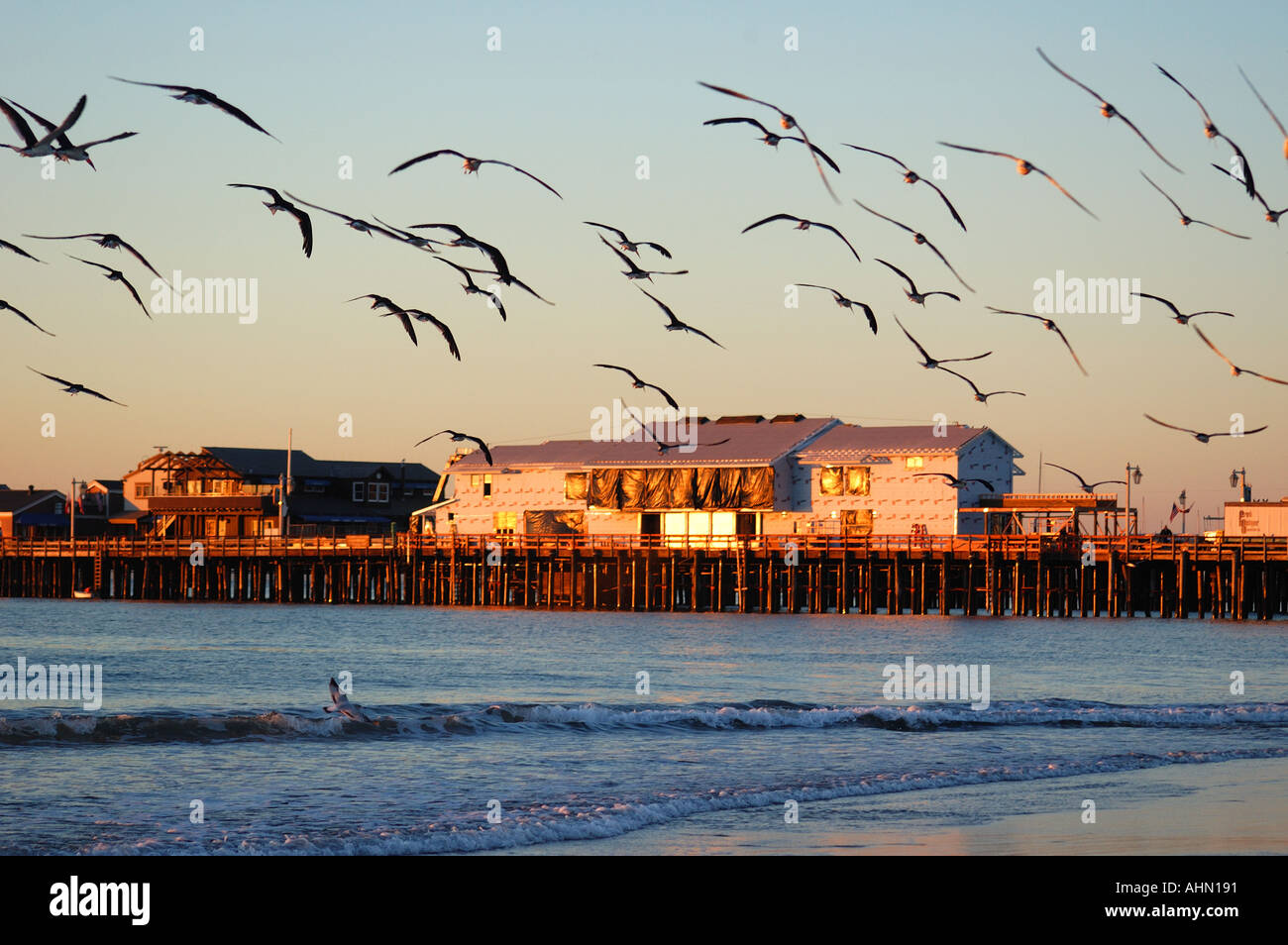 Stearns Wharf Birds Stock Photo Alamy