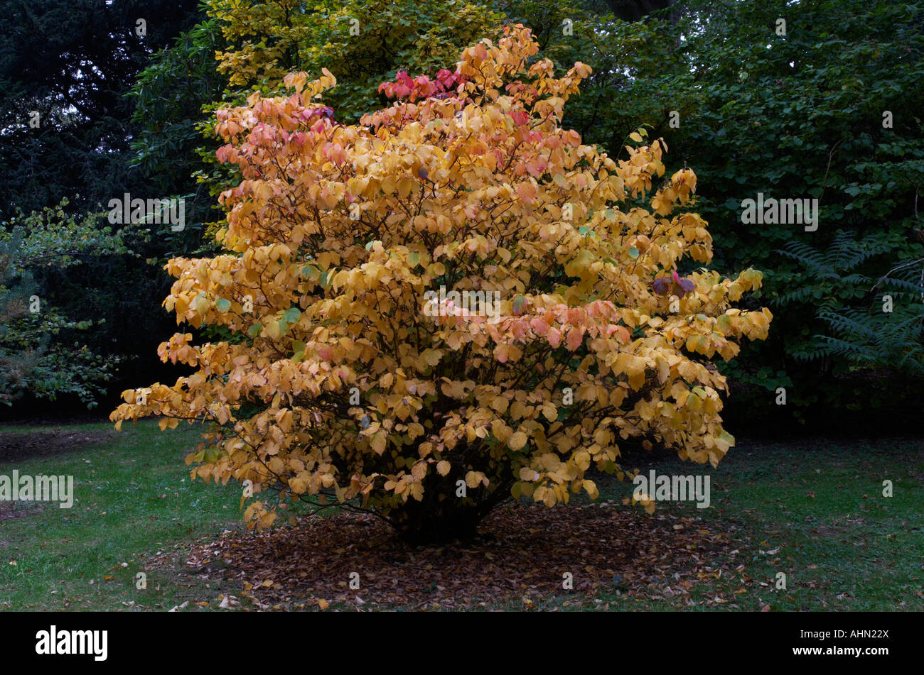 Fothergilla major Stock Photo