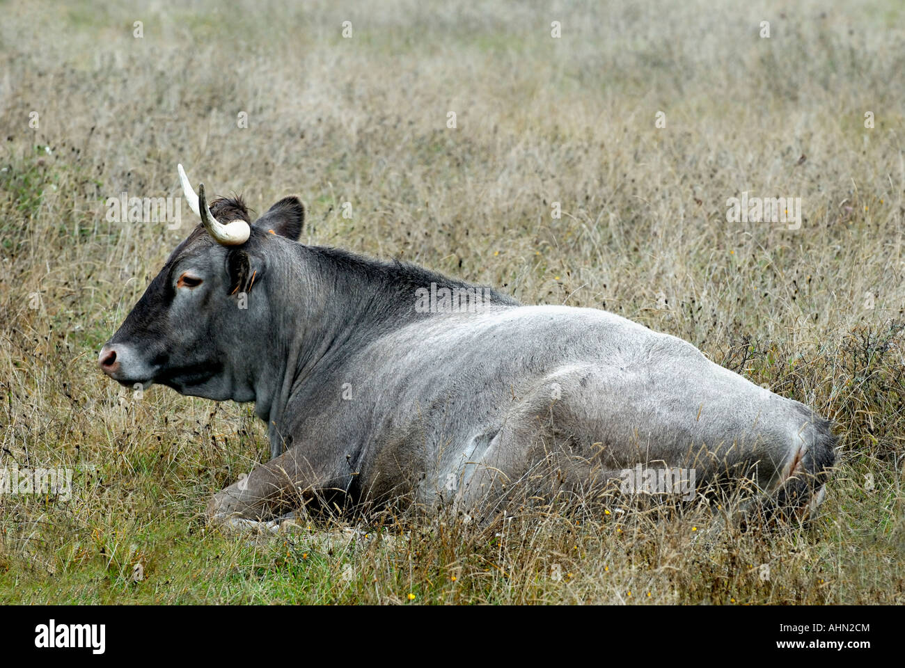 Casta (Pyrennean) cattle in La Brenne, Indre, France. Stock Photo