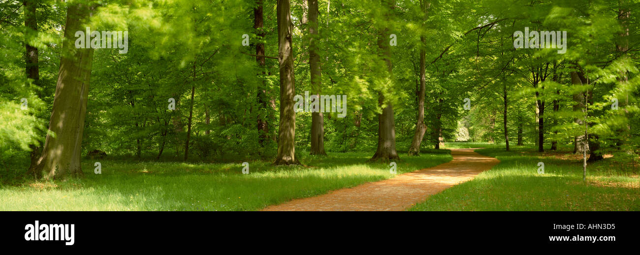Pathway through woodland scene UK Stock Photo