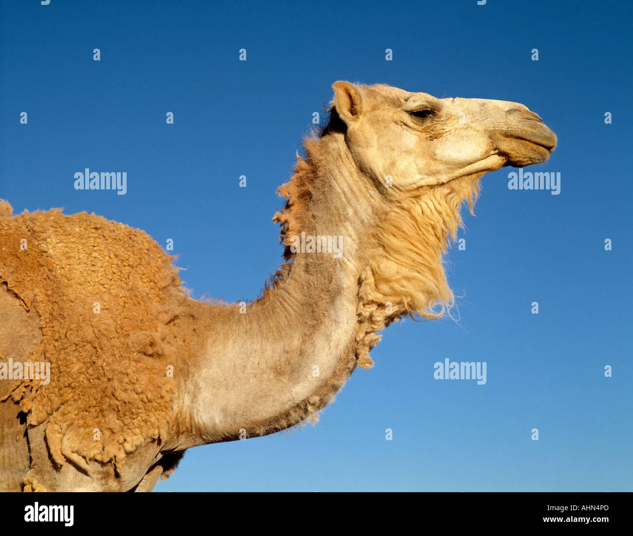 Camel animal hi-res stock photography and images - Alamy