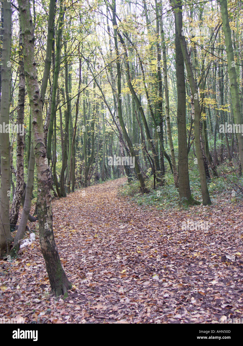Walk In Hopwas Woodland floor smothered in fallen leaves during Autumn in Hopwas woods ...