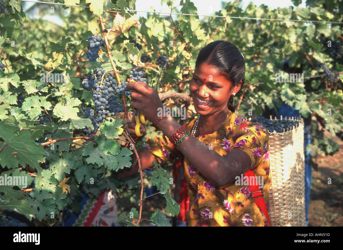 Grape picker Chateau Indage wine estate India Stock Photo