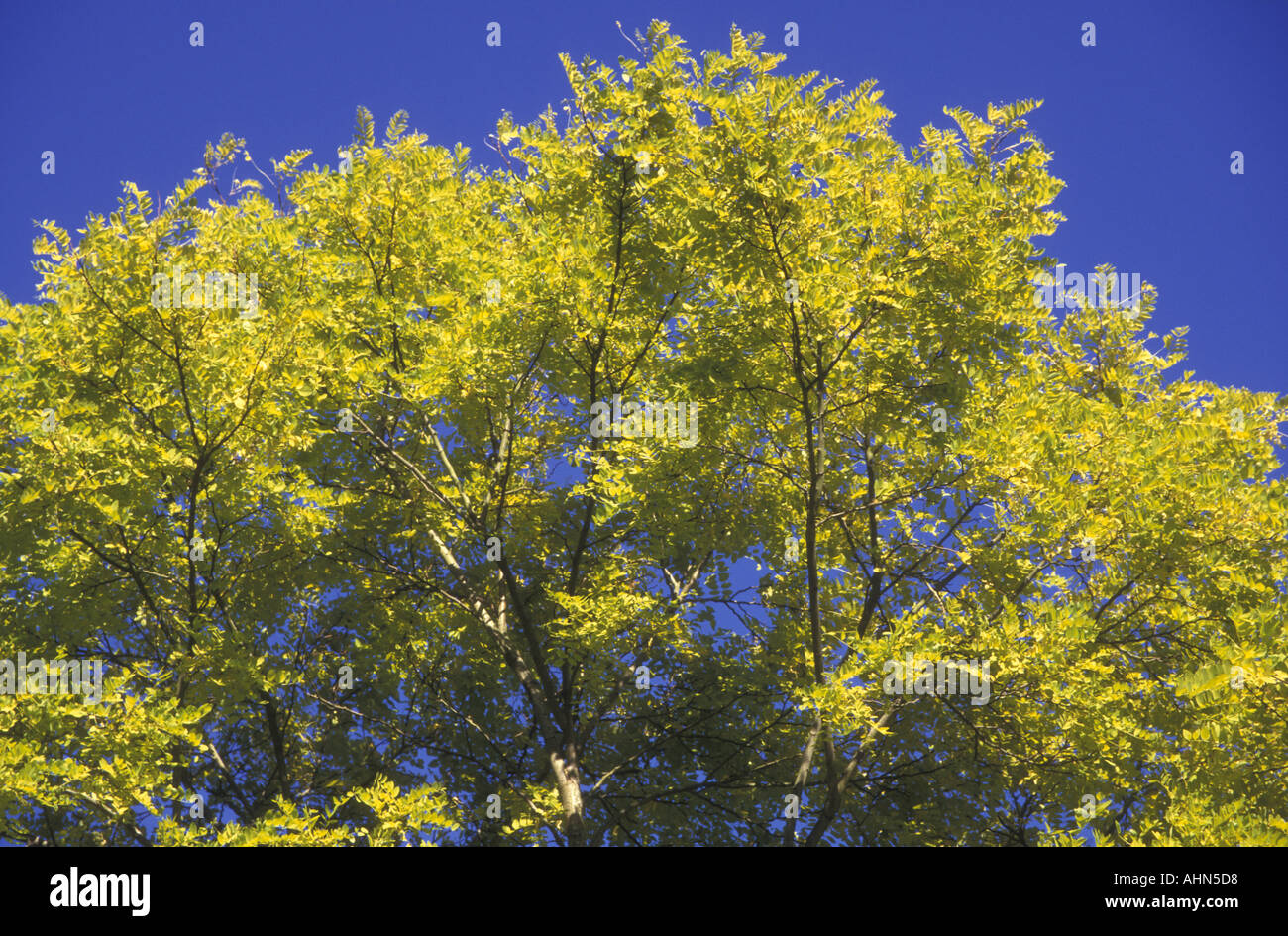 Japanese oak tree hi-res stock photography and images - Alamy
