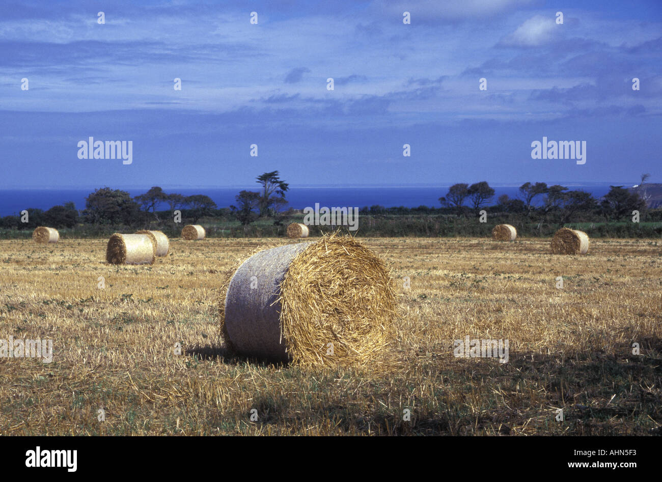 Cattle channel islands jersey hi-res stock photography and images - Alamy