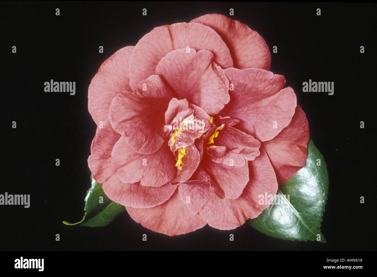 Camellia Adolphe Audusson Stock Photo