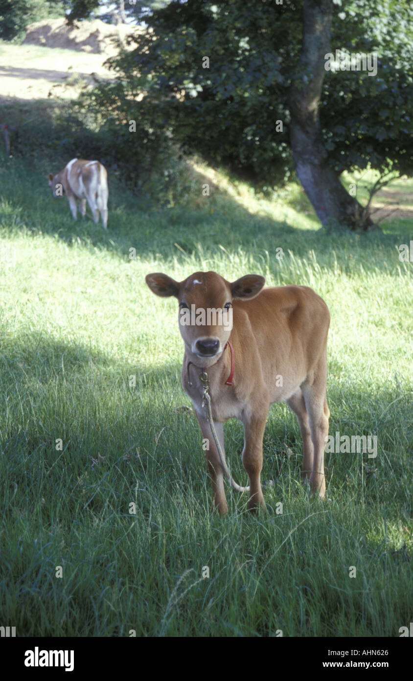 Cute cow calf jersey hi-res stock photography and images - Alamy