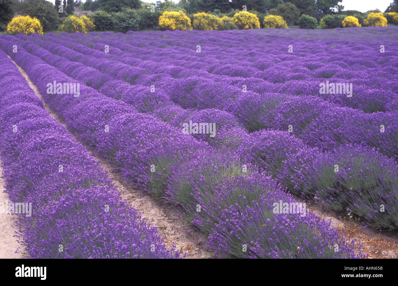 Lavender field, Jersey, Channel Islands Stock Photo Alamy