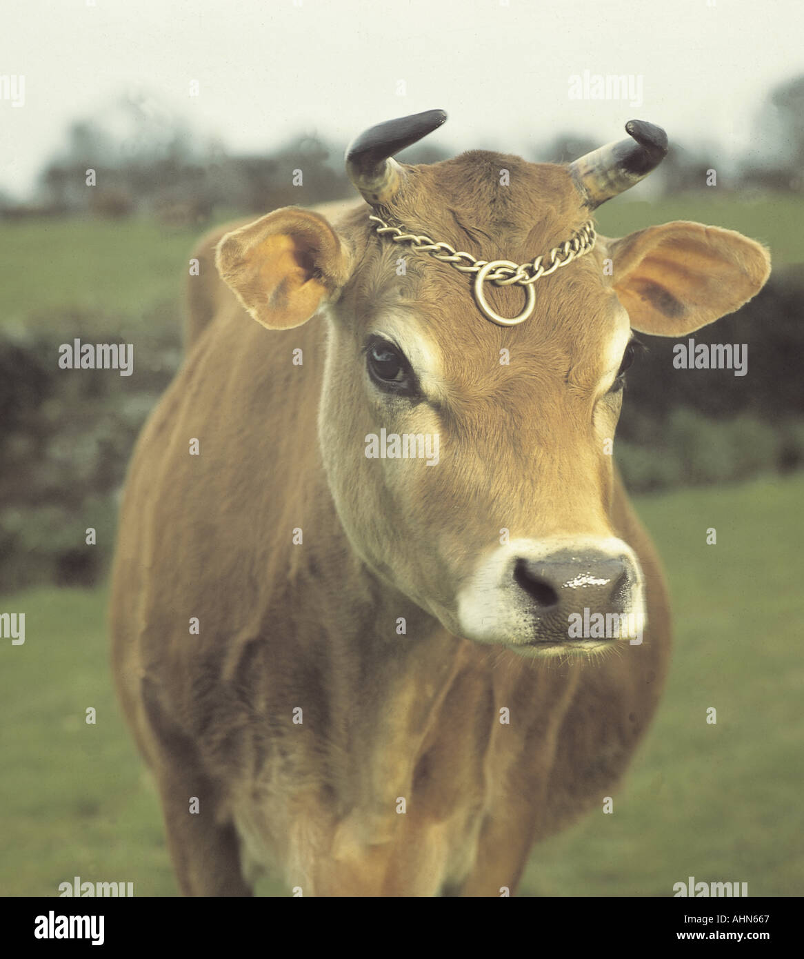 Jersey cow Stock Photo