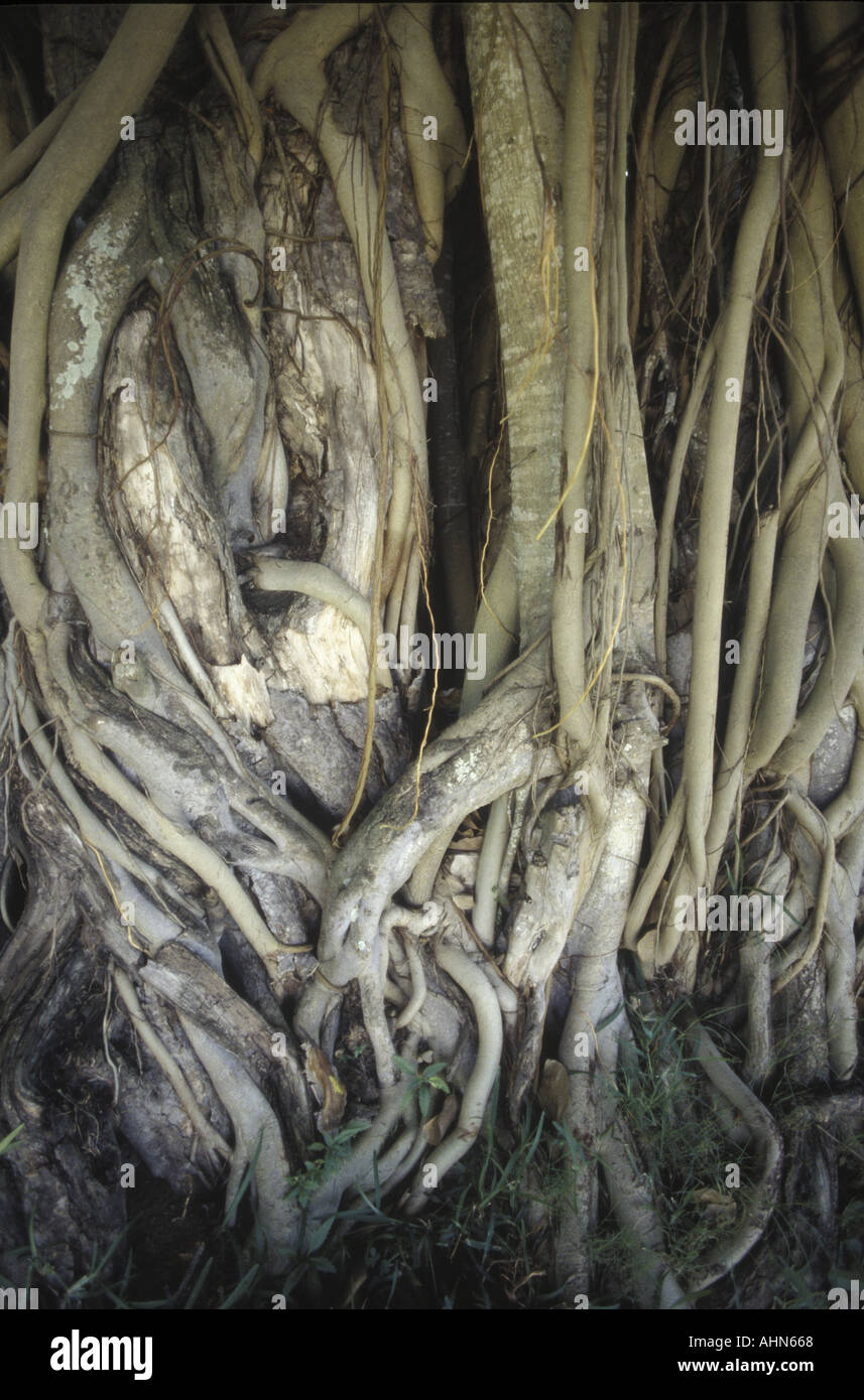 Branches form twisted pattern hi-res stock photography and images - Alamy