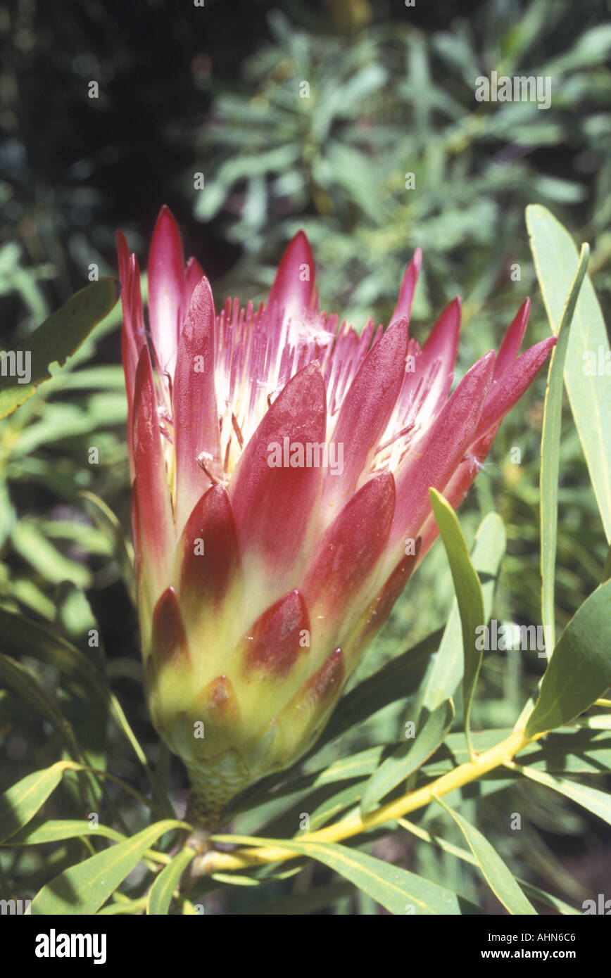 Protea the national flower of South Africa Stock Photo