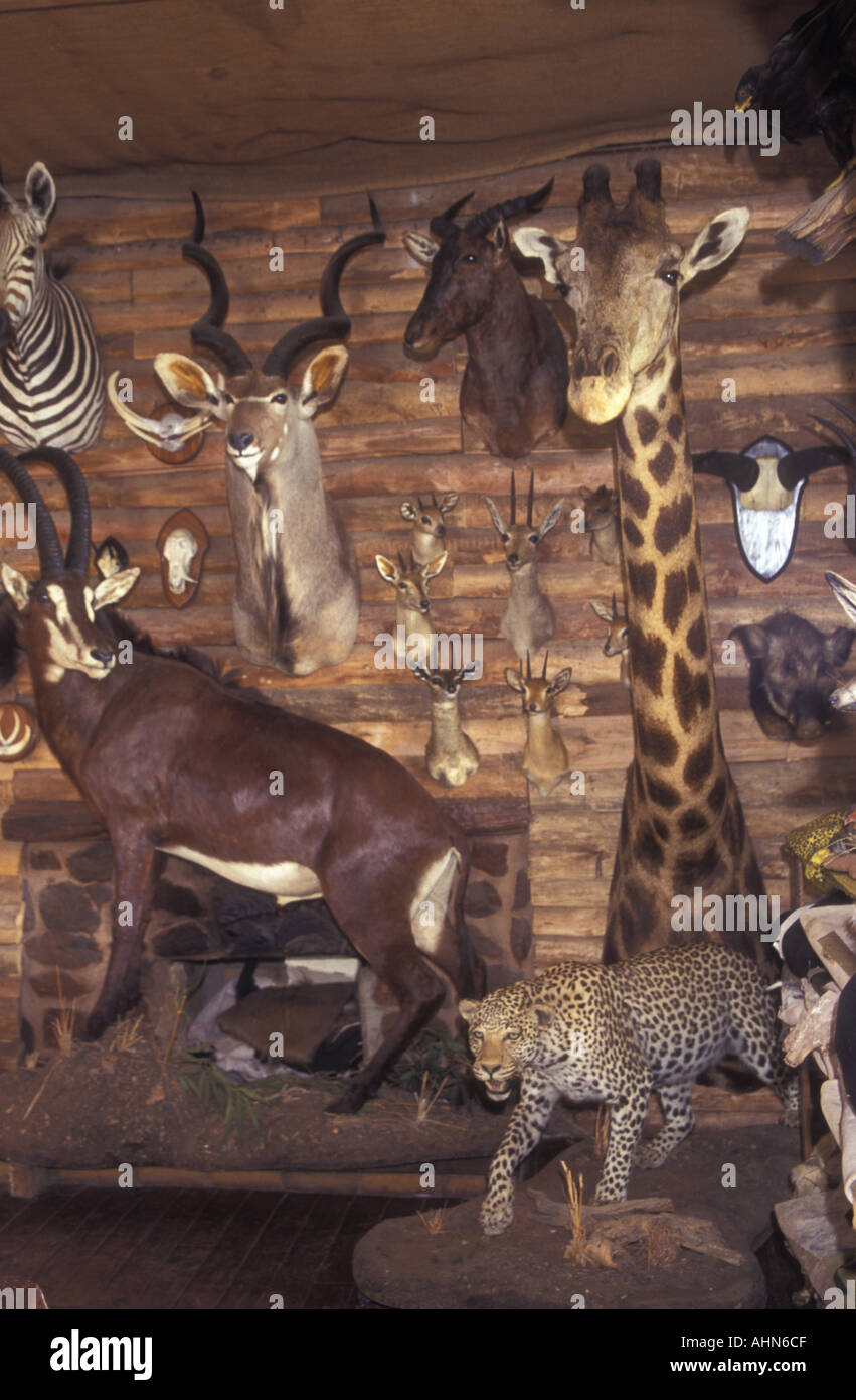 South african taxidermy