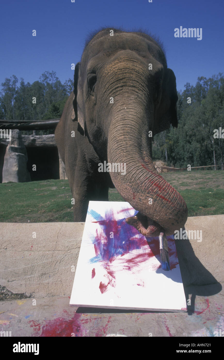 Carol the elephant artist San Diego Wildlife Park California Stock Photo