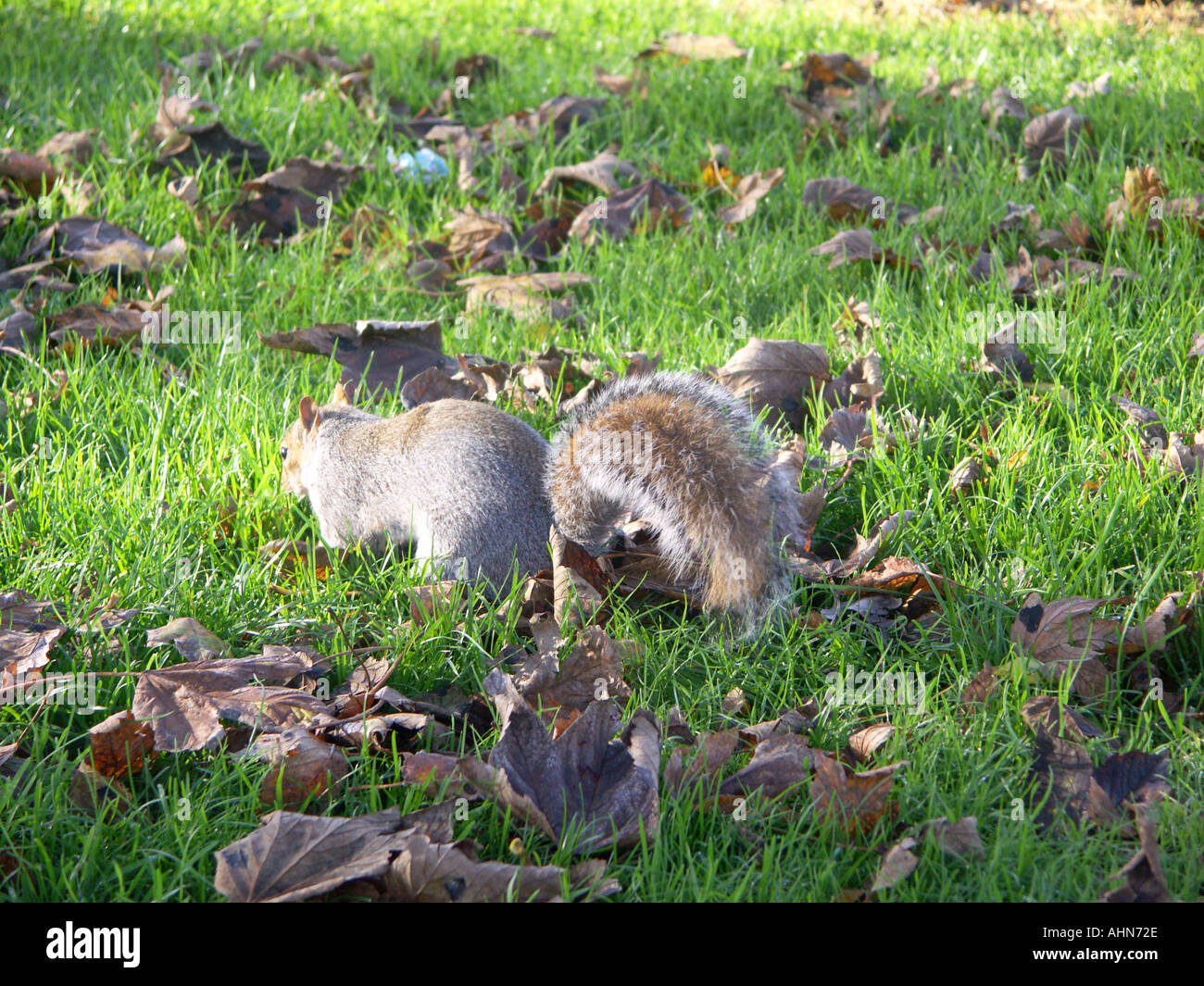 Grey Squirrel digging Stock Photo