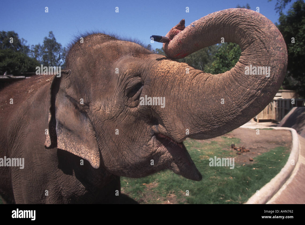 Carol the artistic elephant  San Diego Wildlife Park California Stock Photo