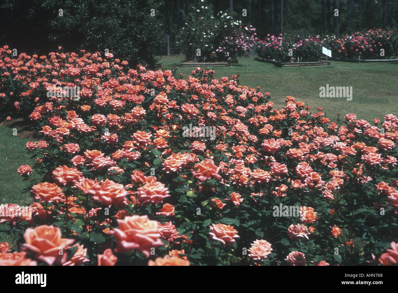 American Rose Society Gardens Shreveport Louisiana Stock Photo