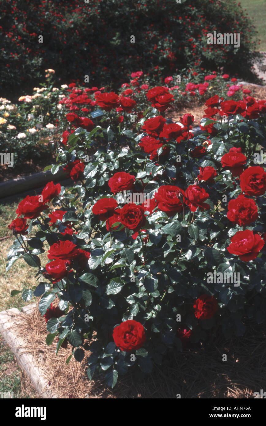 A Celebrity Rose At The American Rose Society Gardens Shreveport