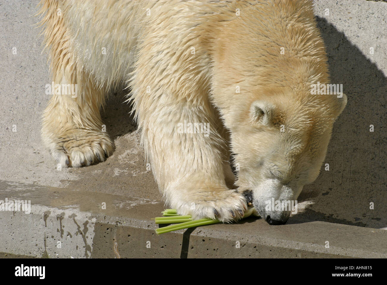 polar bear eating celery Stock Photo Alamy