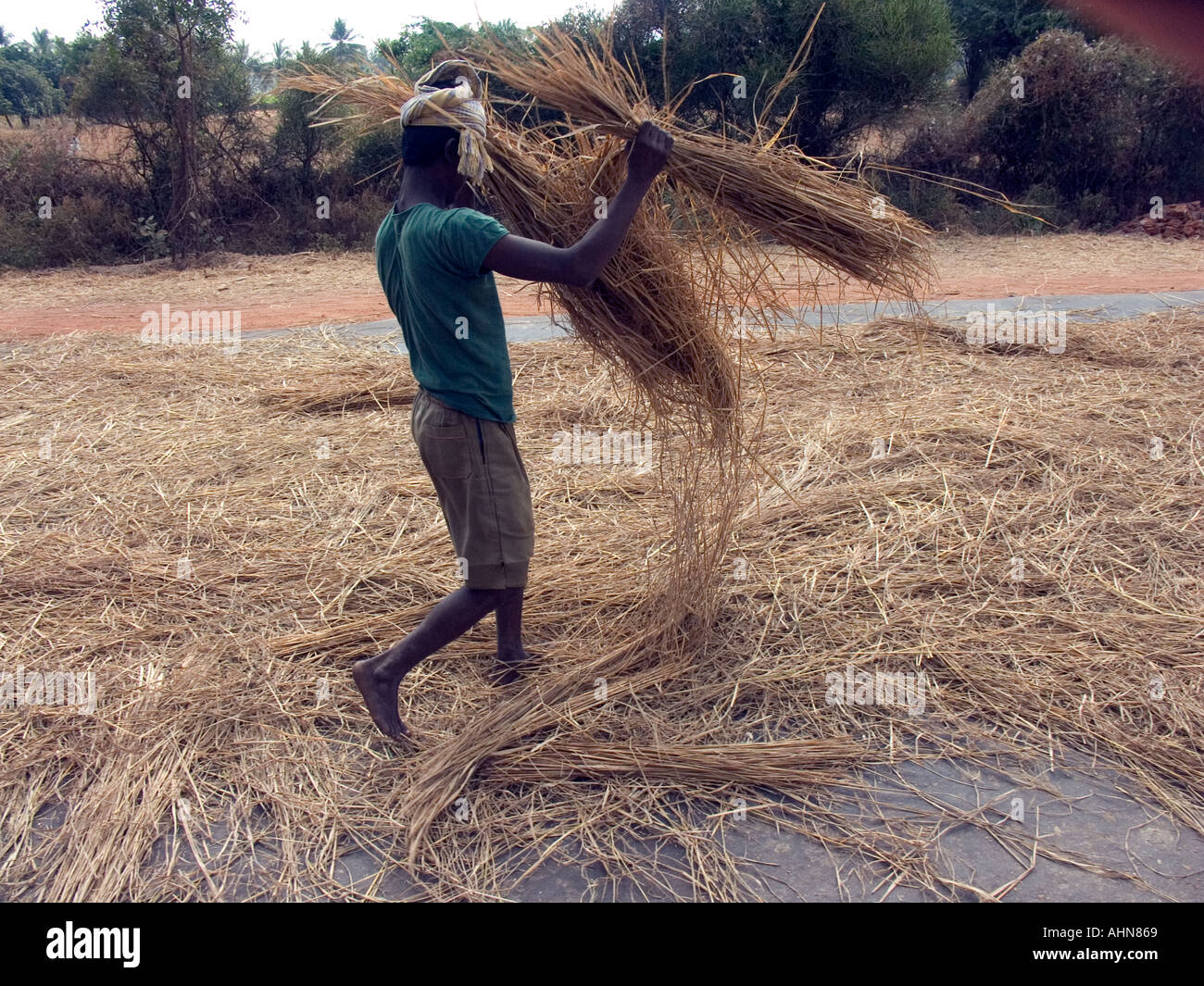 Villagers husking rice in road by allowing vehicles to drive over and ...