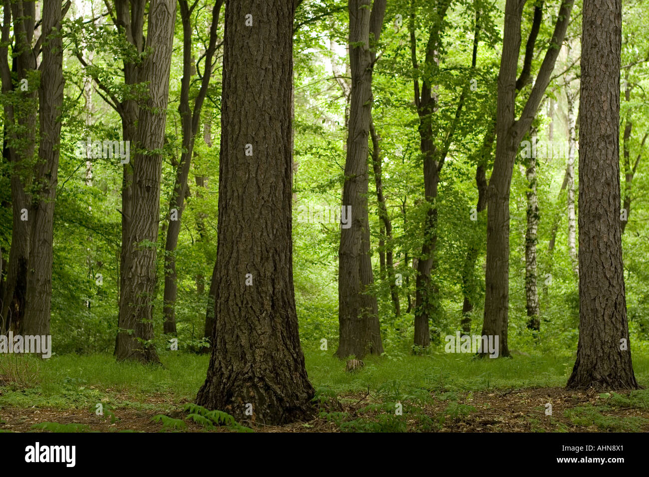 Stand of trees Stock Photo Alamy