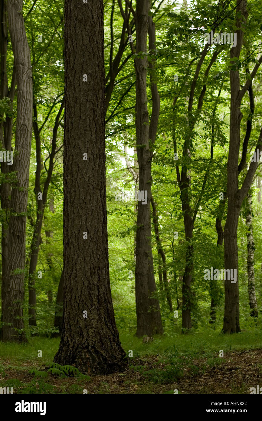 Stand of trees Stock Photo Alamy