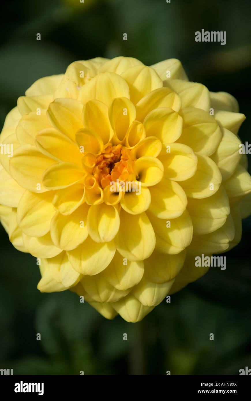 Yellow pom pom flowers hires stock photography and images Alamy