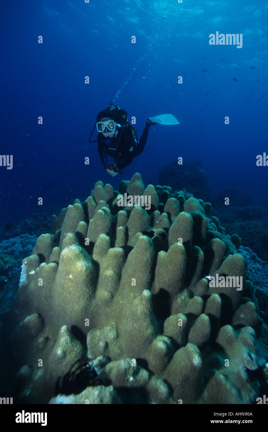 Diver Blessie Alano and large stony coral Porites cylindrica Rock point Apo Island Visayas Philippines Stock Photo