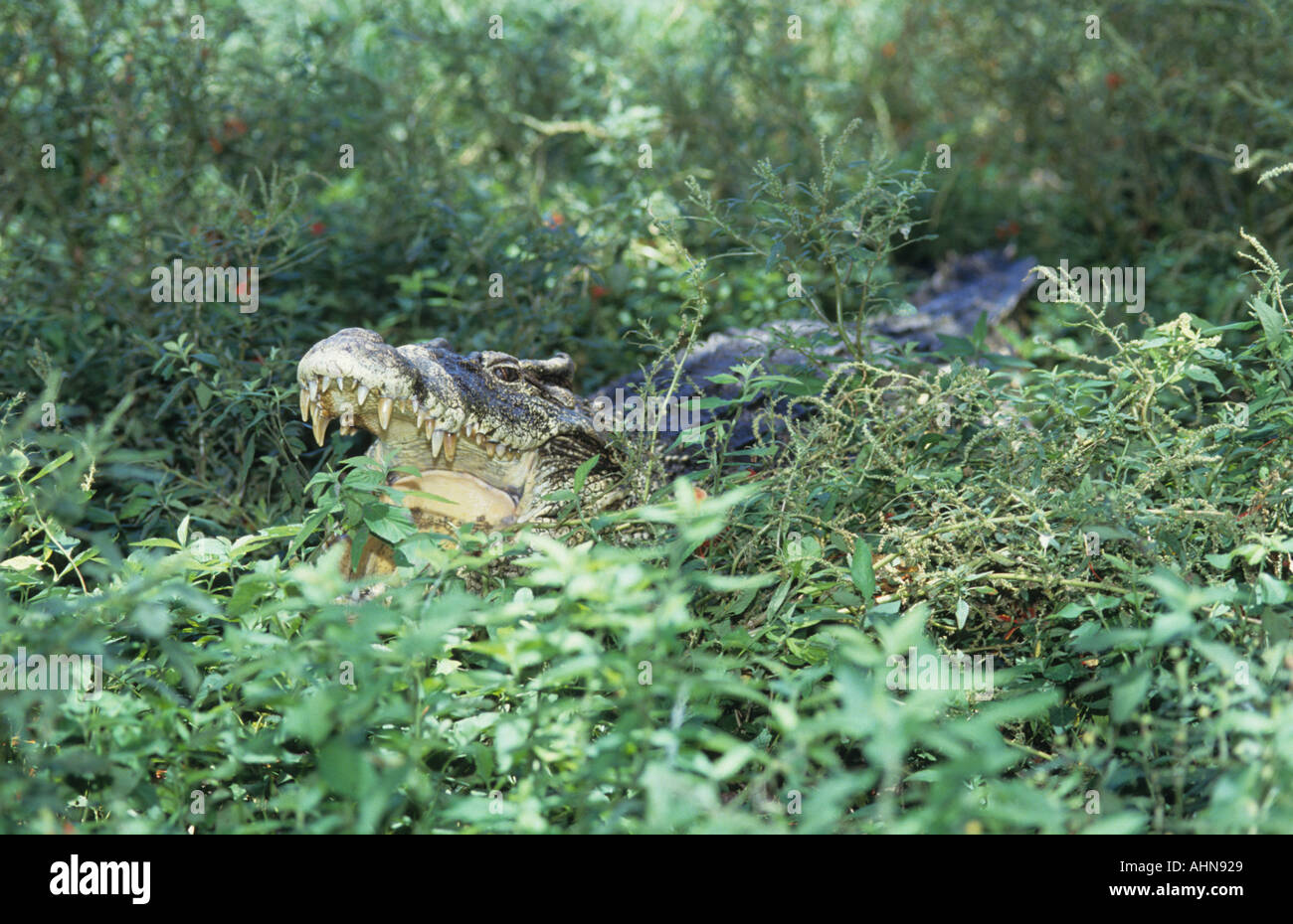Cuban Spotted Crocodile Crocodylus rhombifer rests in swamp with mouth agape Zapata Peninsula Cuba Also known as Pearl Crocodile Stock Photo