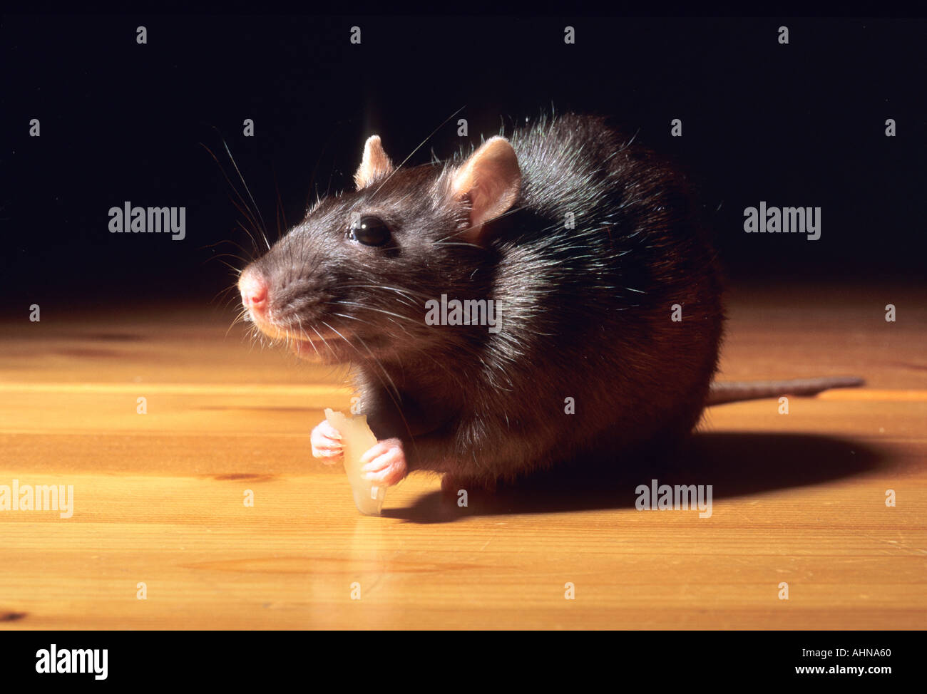 Cat feeds rat king with cheese Stock Photo by ©Iridi 311613576