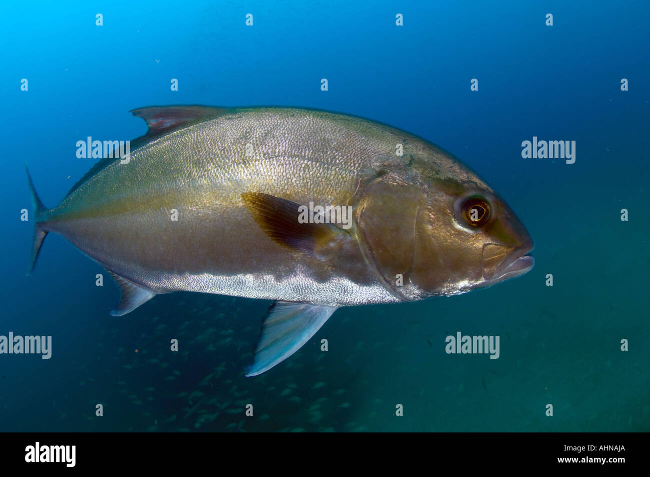 Almaco Jack Seriola rivoliana live on the many wrecks in the Outer Banks of North Carolina where they prey on large schools of b Stock Photo