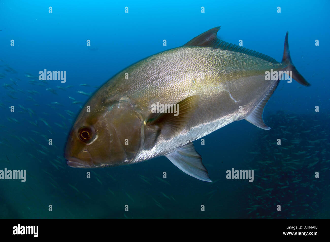 Almaco Jack Seriola rivoliana live on the many wrecks in the Outer Banks of North Carolina where they prey on large schools of b Stock Photo