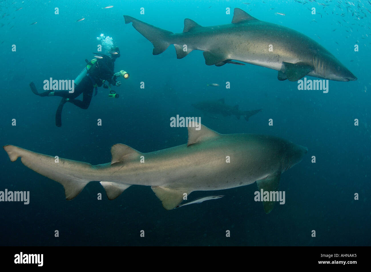 Female shark x male diver