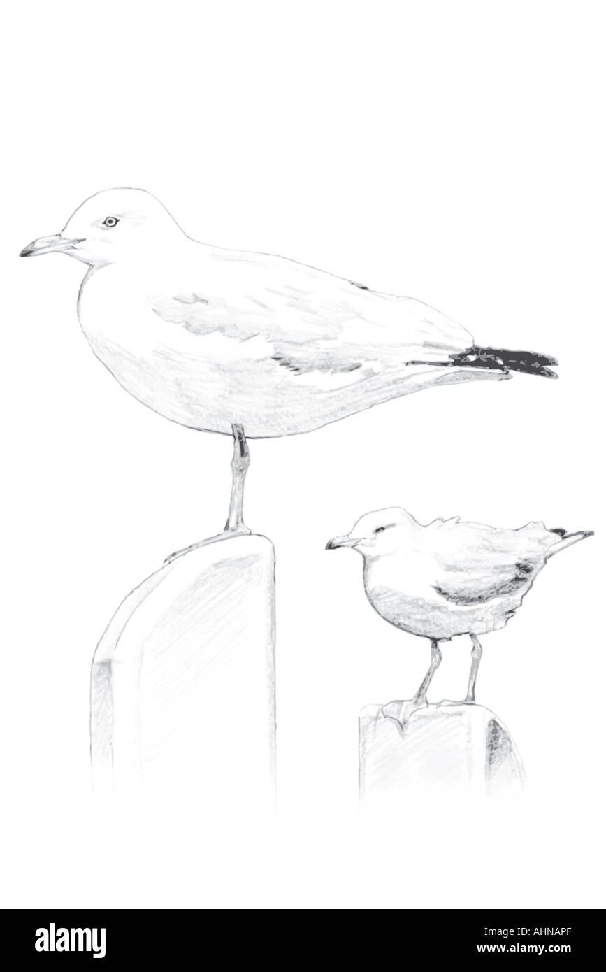 seagull sketch Stock Photo